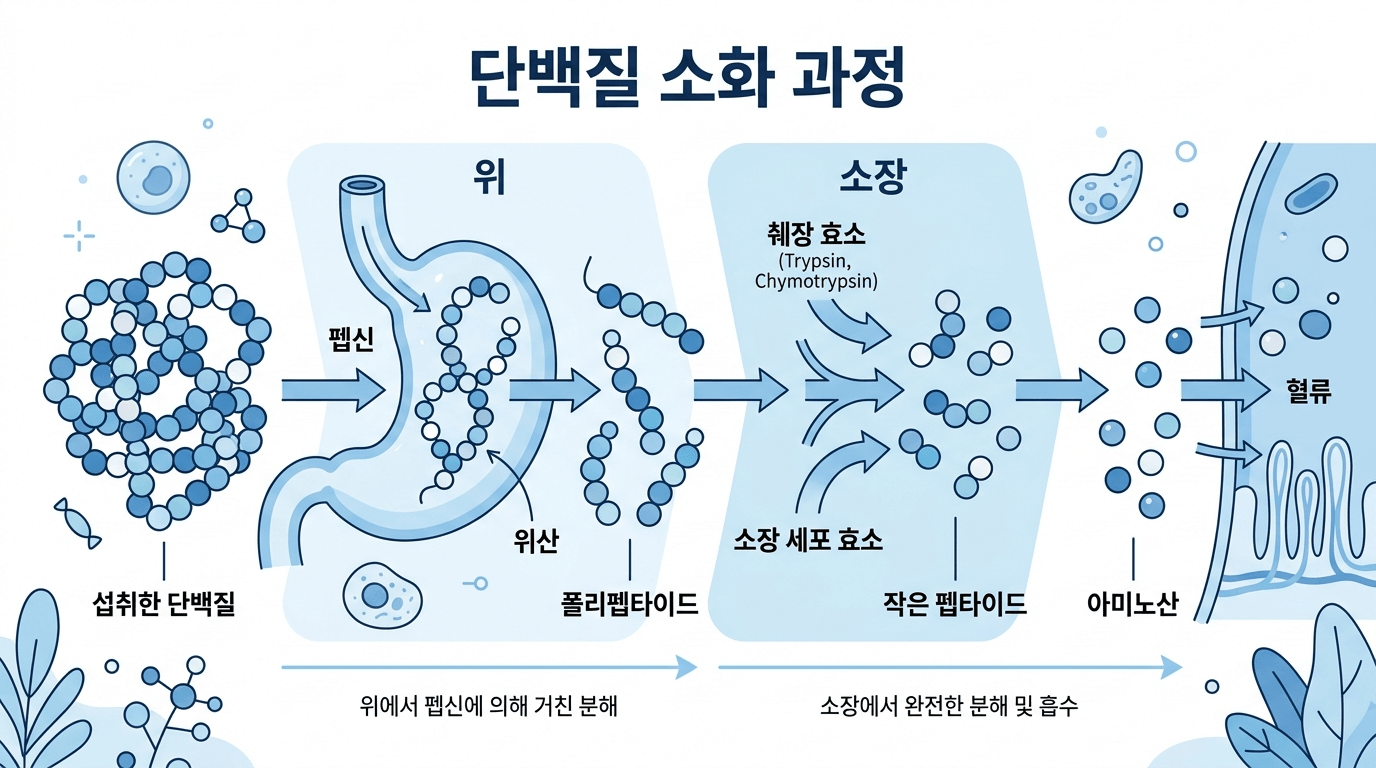 단백질 소화 과정 다이어그램 일러스트레이션