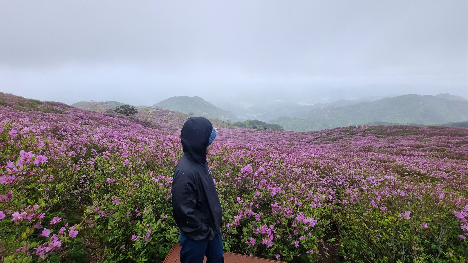 합천 황매산 철쭉25
