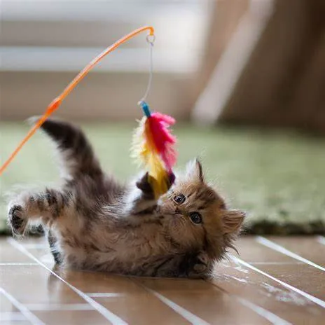 운동 부족 고양이를 위한 장난감
