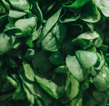 시금치 효능 부작용 고르는법 칼로리