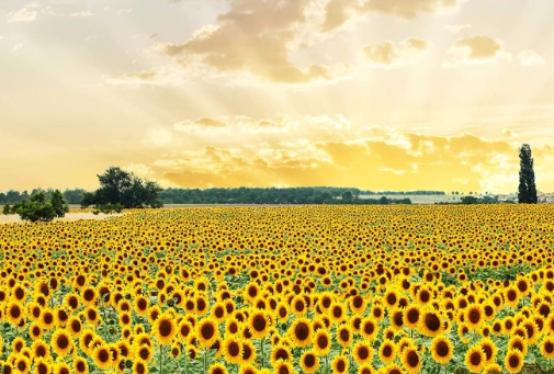 금전운 좋아지는 사진
