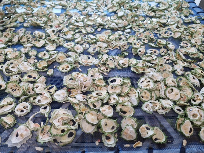 여주 열매 마른 것