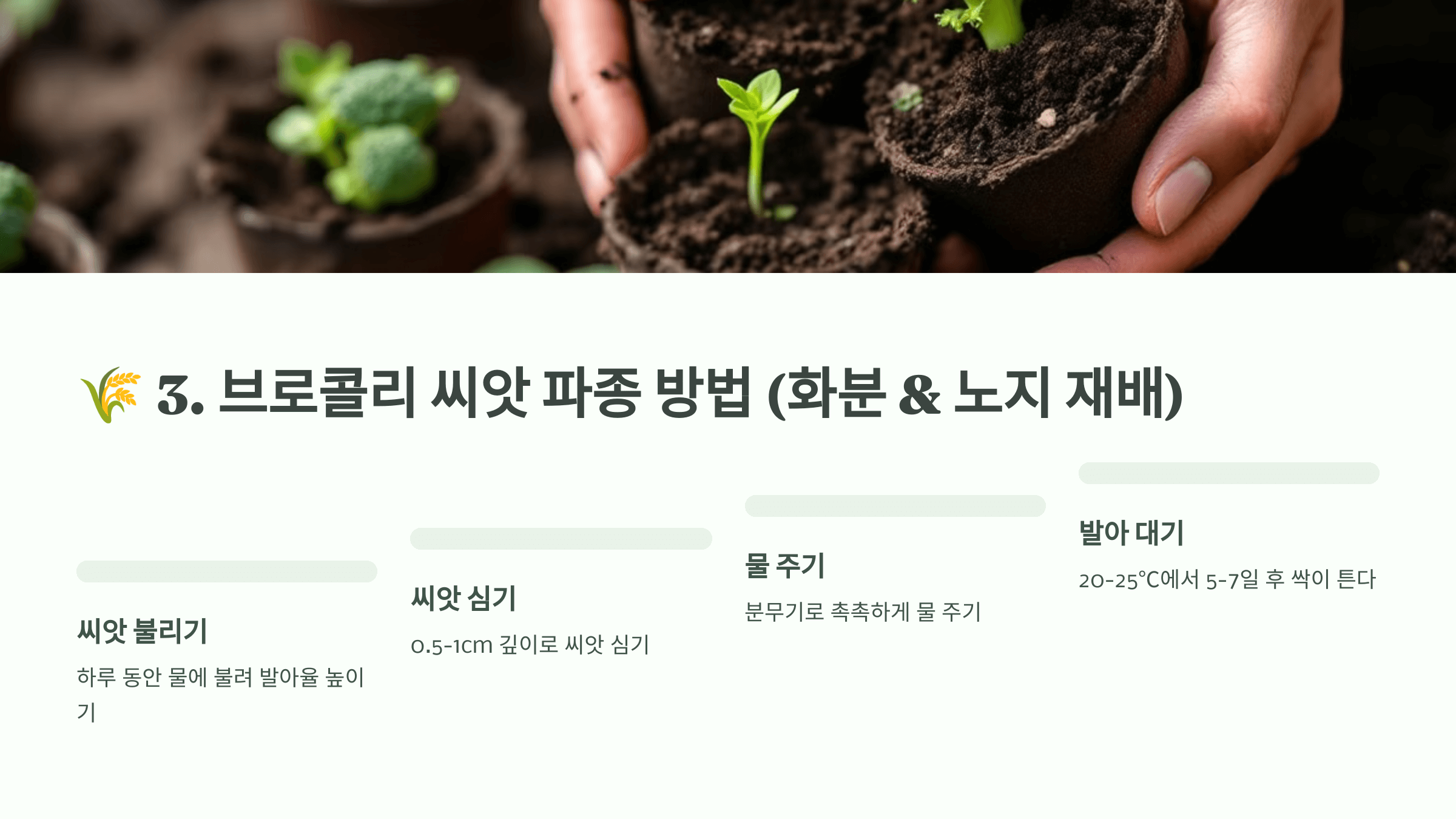 브로콜리 사진입니다.