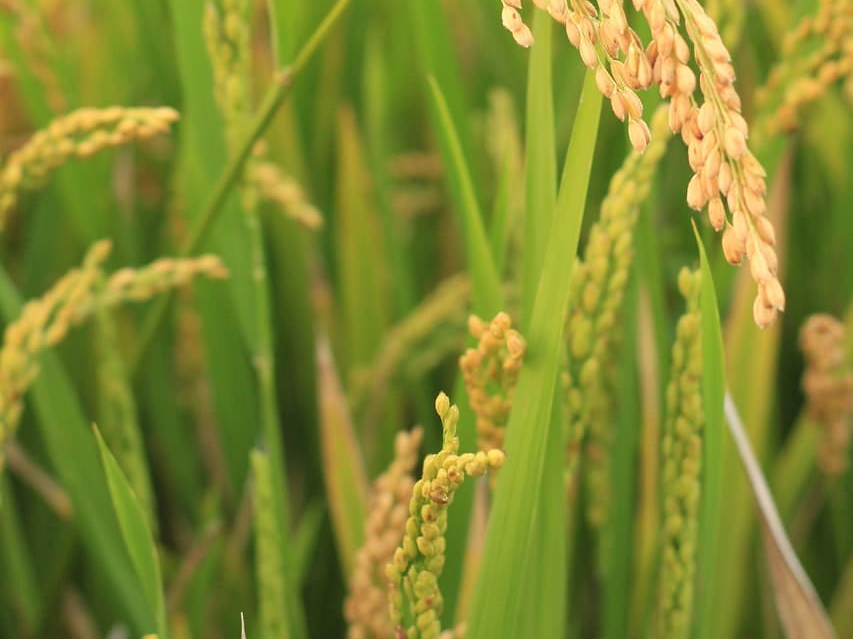 특정약물 복용 시 상황버섯 쌀 상담 후 섭취