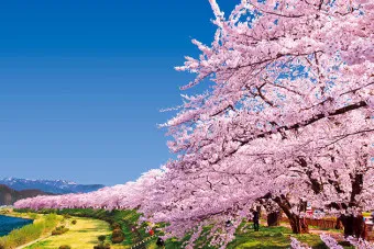 일본 벚꽃 명소 벚꽃 여행 개회시기 도쿄 벚꽃 축제_14