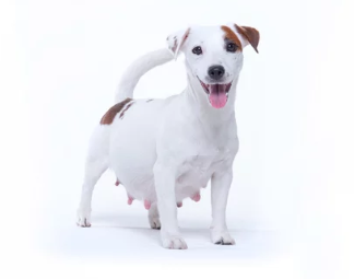 임신한 강아지/출처:어도비스톡