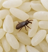 쌀벌레 없애는법