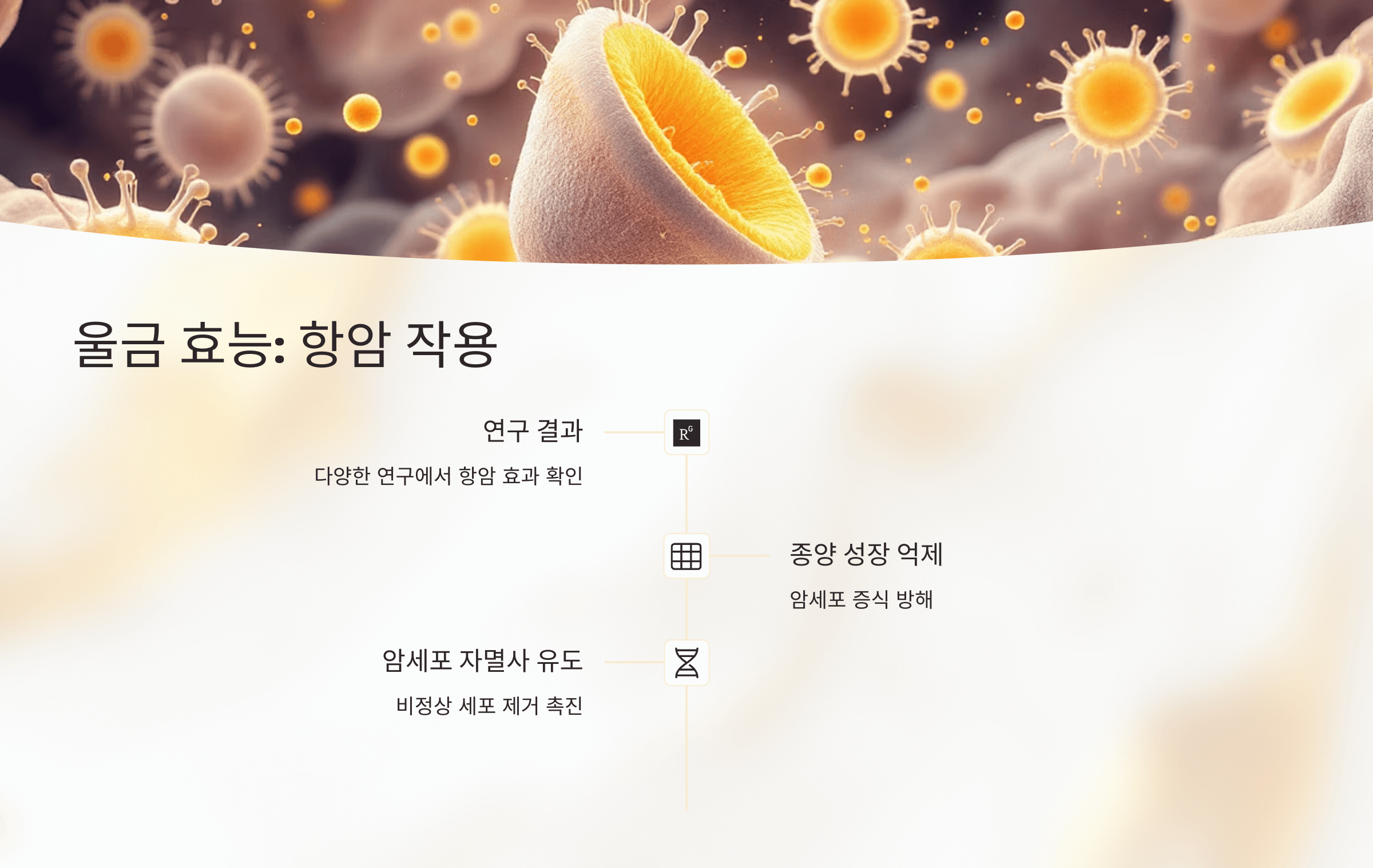 울금 사진입니다.