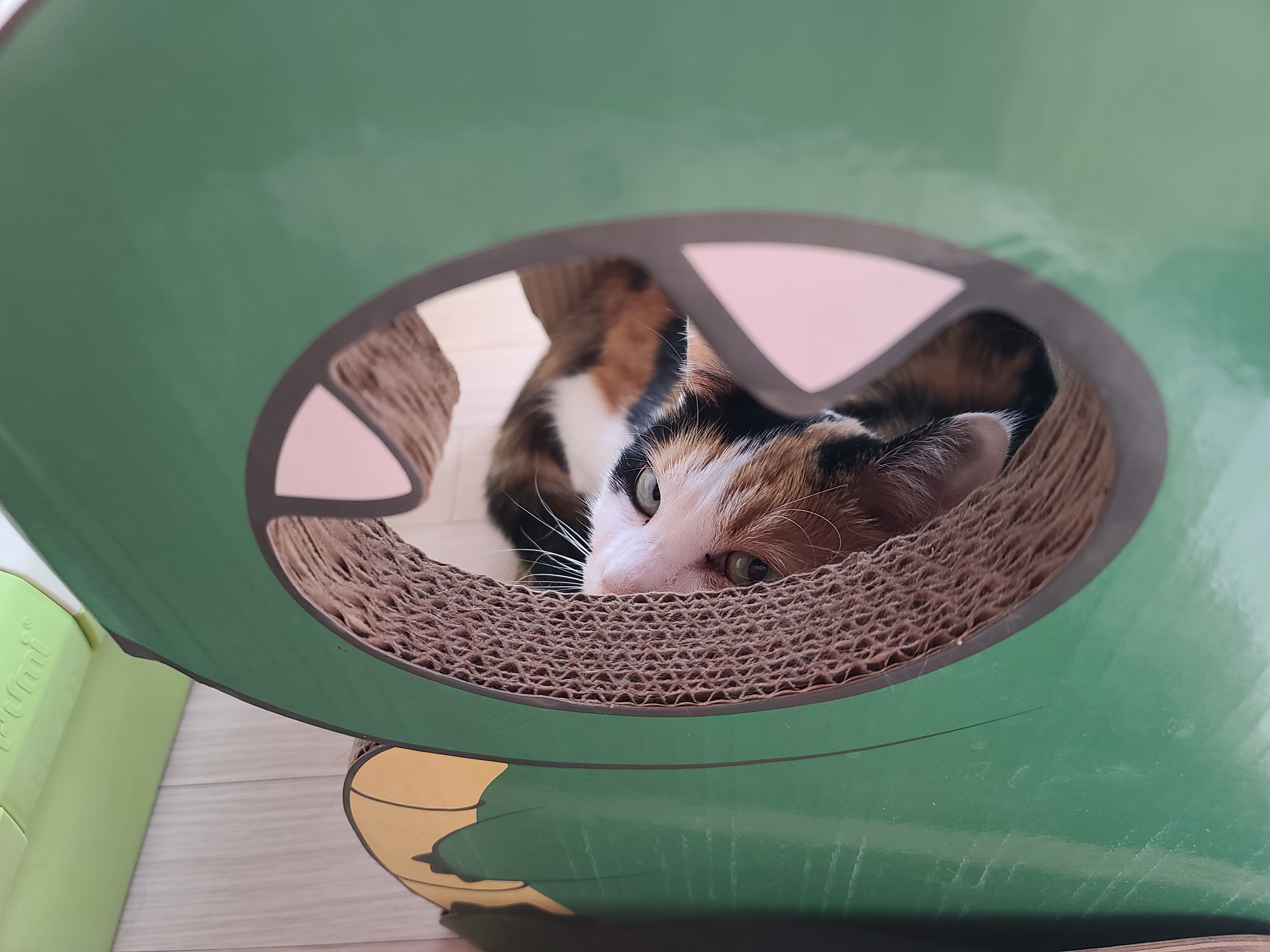 우리집 고양이들에게 전기장판은 선택이 아닌 필수! 보일러가 고장난 3일동안 아홉냥이들은...