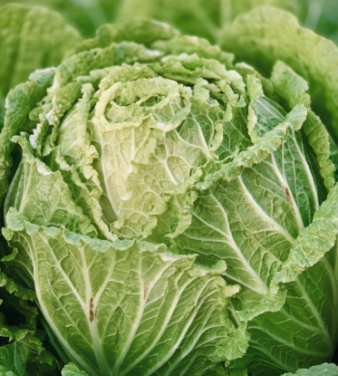 양배추 효능과 부작용 칼로리