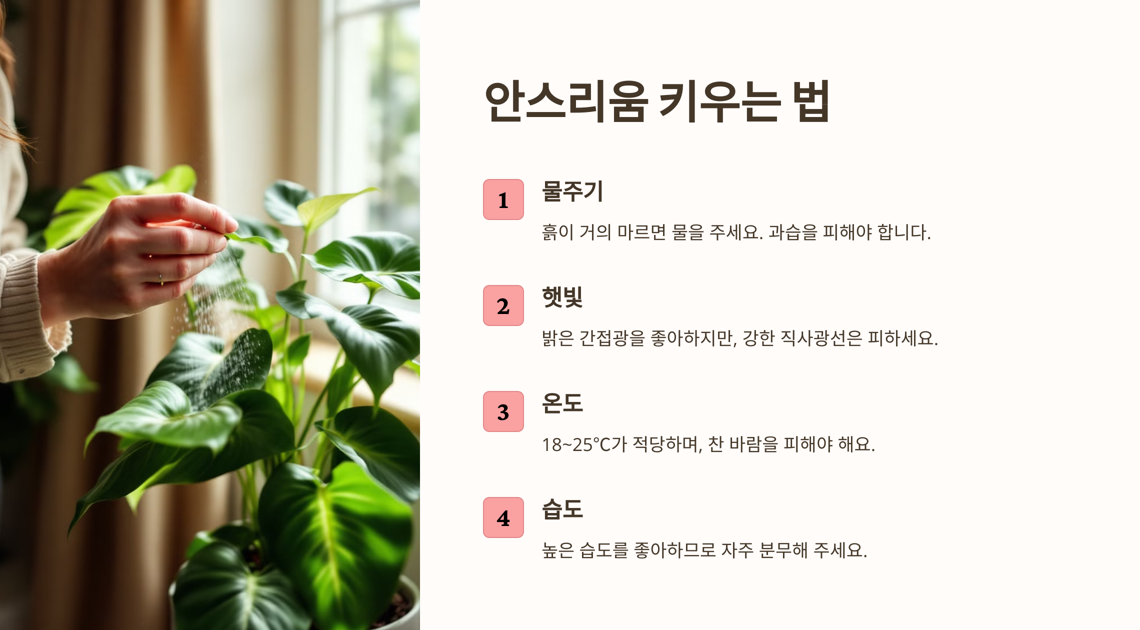 아스리움 꽃 사진