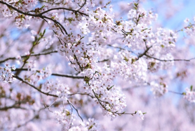 2025 벚꽃 개화시기 