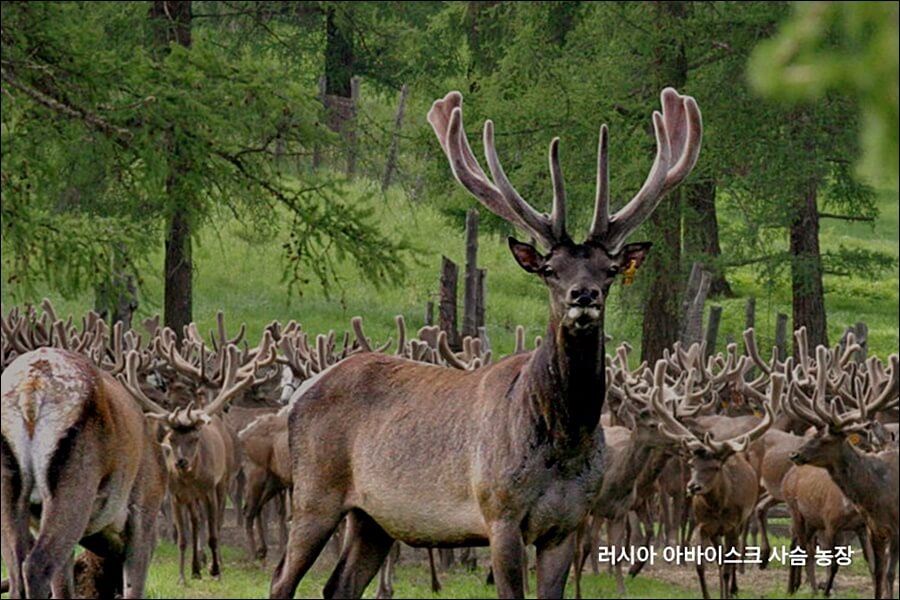 구전녹용 효능 가격 정보 (임영웅 건강식품)