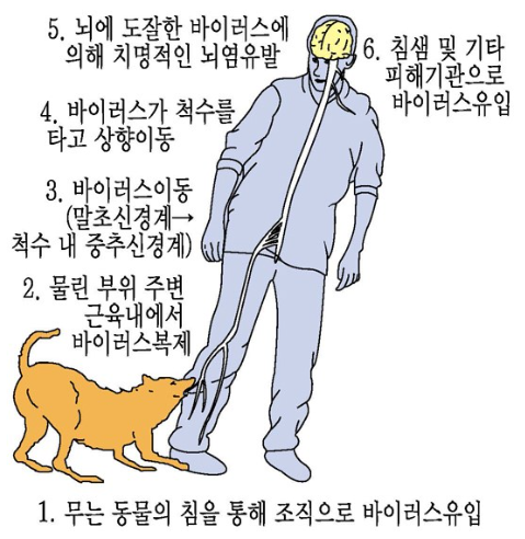 광견병 감염경로 이미지