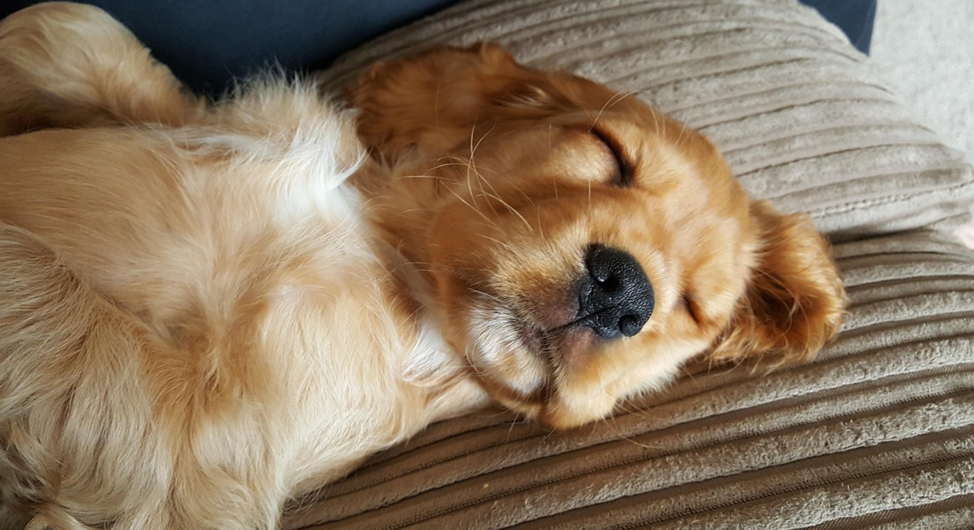 노령견이 더 오래 살 수 있는 방법