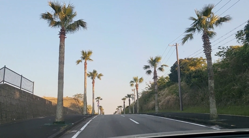 야자수로 심어놓은 긴 가로수길