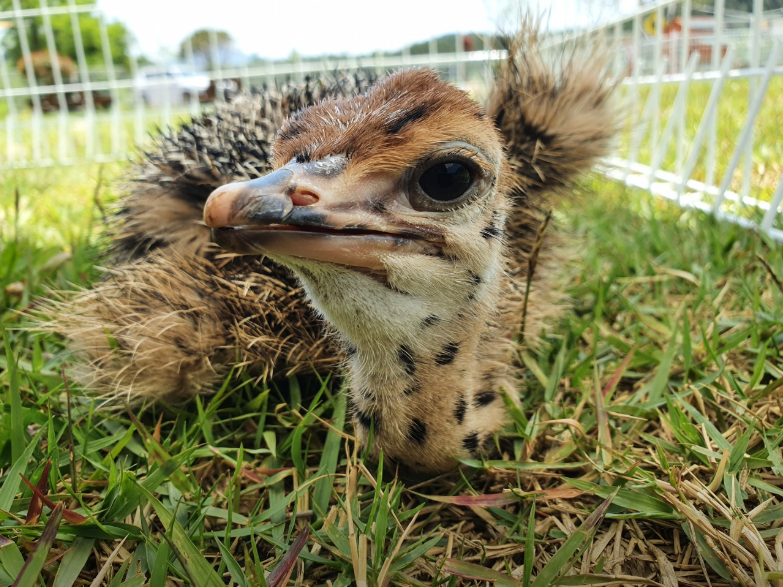 생방송오늘아침 이색체험카페 공룡타조랜드 경남 고성 가격 정보