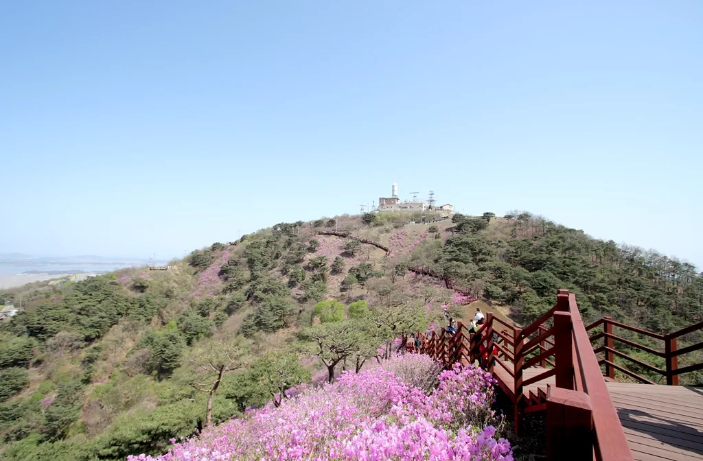 고려산 정상에서 바라본 분홍빛 진달래 군락지 전경.
