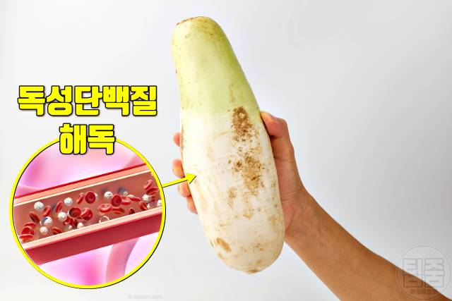 해독에 좋은 음식 무,혈관 해독