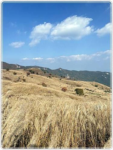 황매산-억새축제