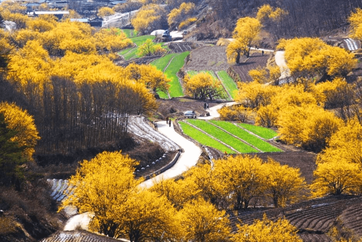 의성 산수유 축제 일정