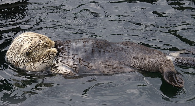 해달 돌을 이용한 식사 이유