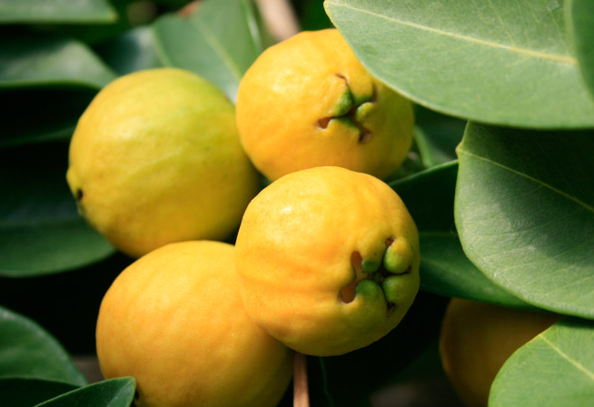 경남 의령 구아바 