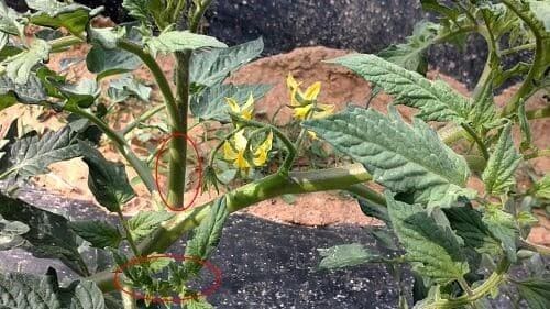 방울토마토-곁가지-곁순-적심-정지법-순지르기-방법-지주대-세우기