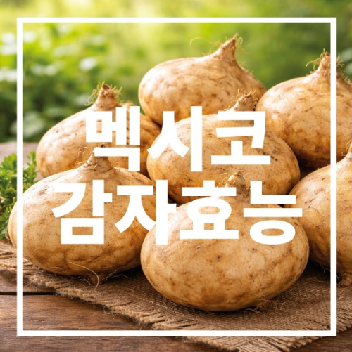 멕시코감자 효능