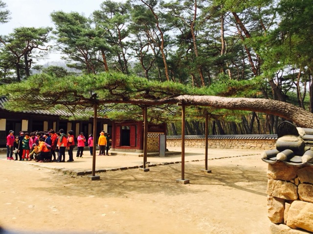 영월 청령포 내 단종 어소와 어소를 향해 굽어 있는 소나무