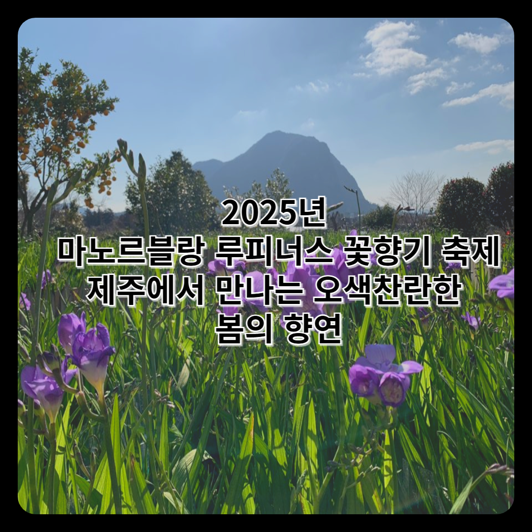 2025년 마노르블랑 루피너스 꽃향기 축제: 제주에서 만나는 오색찬란한 봄의 향연
