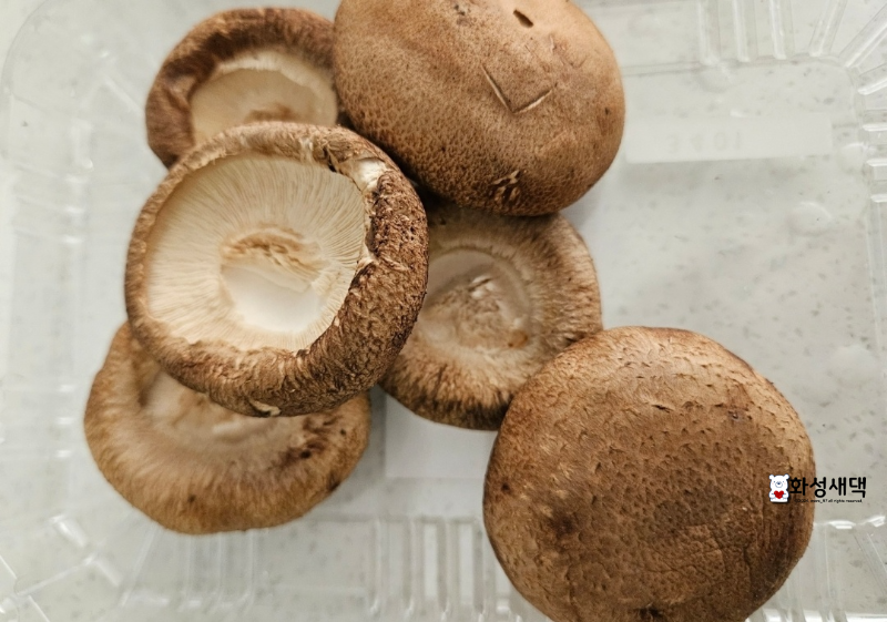 표고버섯-큐브