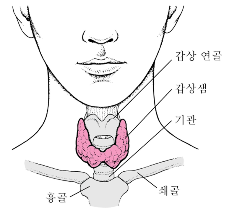 갑상선-위치