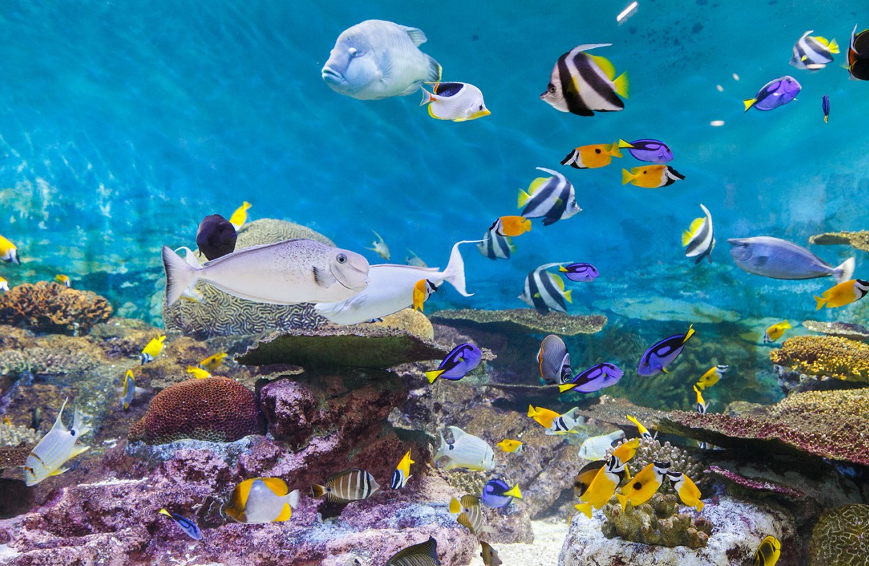 코엑스아쿠아리움