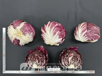 치커리 재배 쓴맛 줄이기 차광 요령 물 관리_5