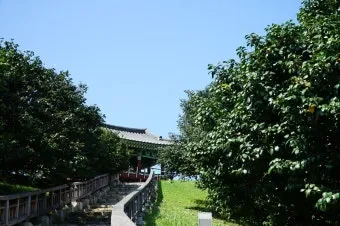 서천 마량리 동백나무 숲 개화 코스_17