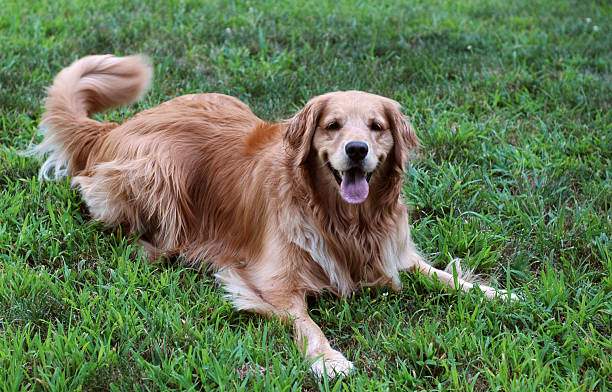 꼬리 움직임으로 강아지 훈련하는 법