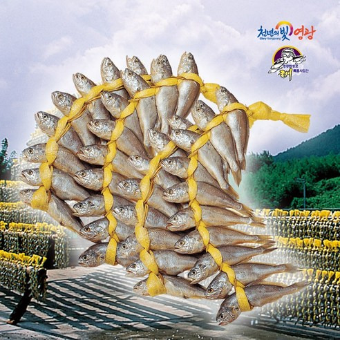 🪸 영광 법성포 굴비 참굴비 대장대 특징, 추천정보