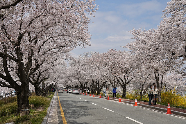 흥무로 벚꽃길