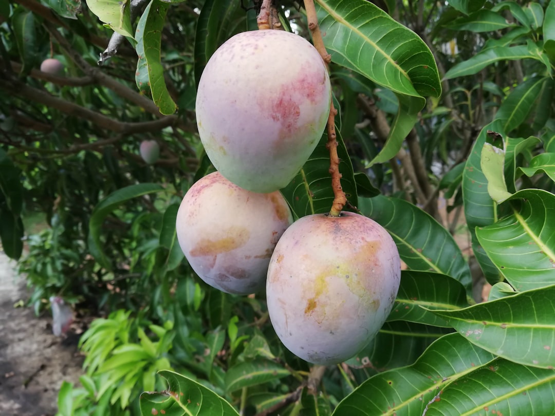 Fruit