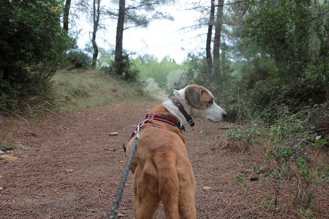 2024년 단풍시기 확인하기