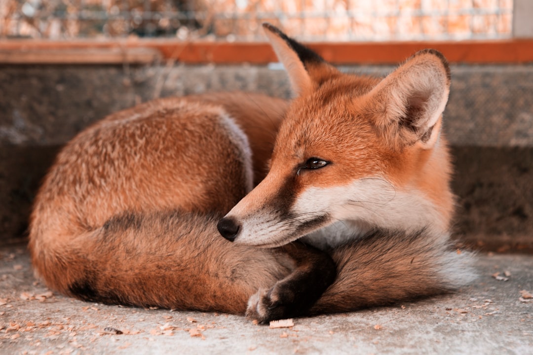 'Fox'