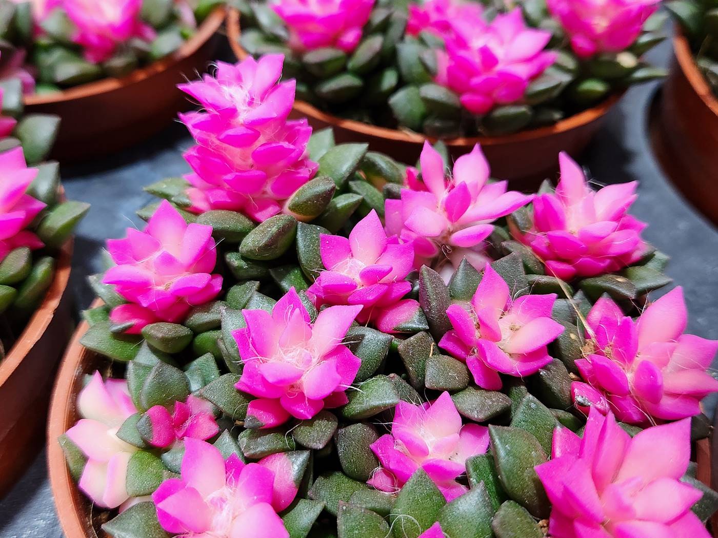 취설송(아나캄프세로스)