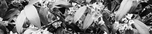 천리향 꽃피는 시기 (늦은 경우): 4월