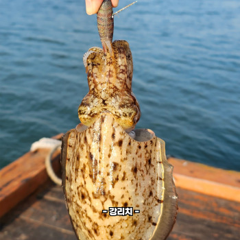 갑오징어 데치는법