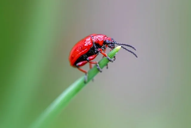 농사 병해충 예방법 진딧물 응애 노균병 탄저병 대처_3