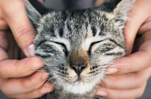 고양이
