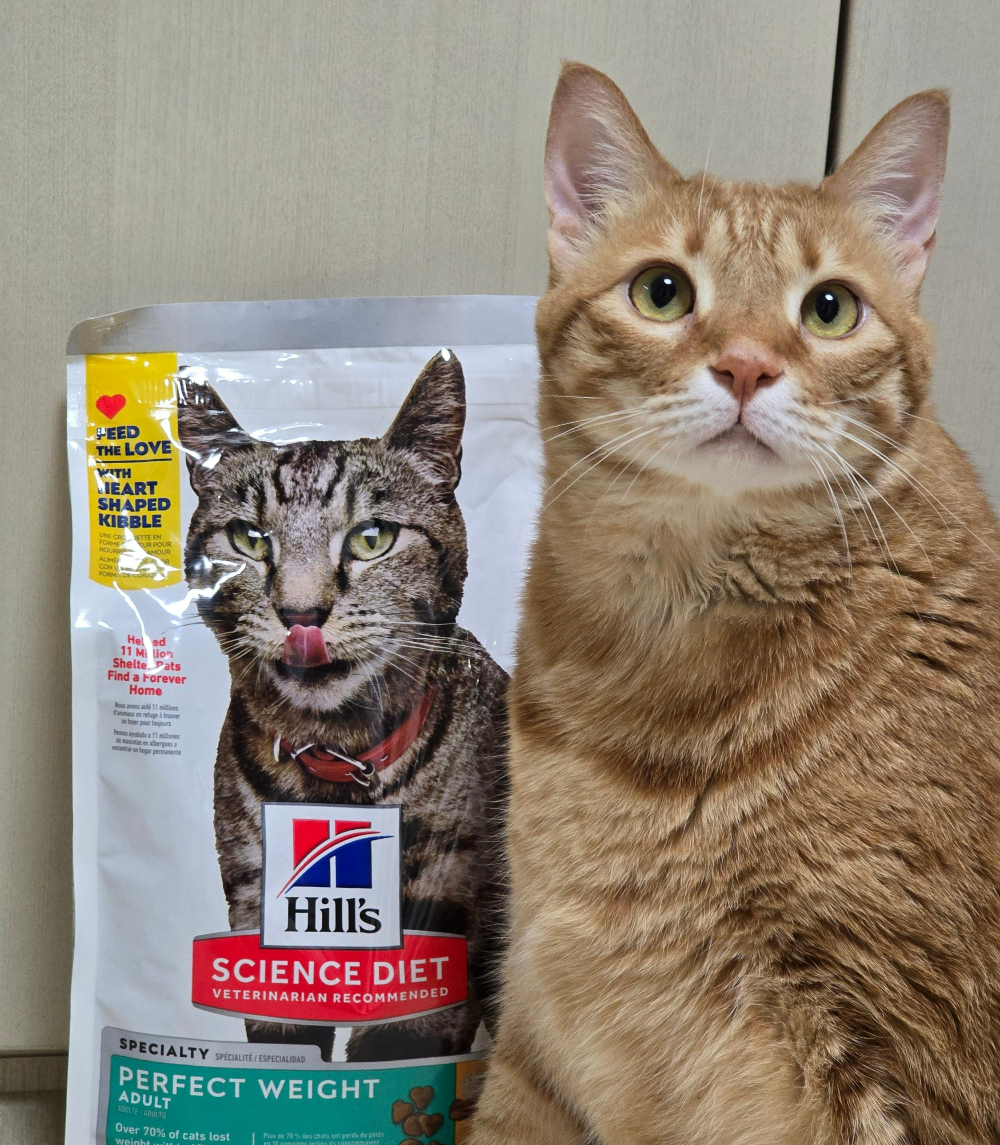 힐스캣퍼팩트웨이트 사료 후기2