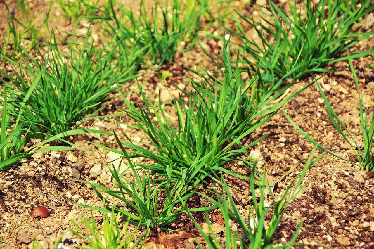 약용식물 이미지 12