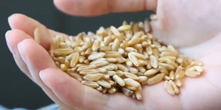 카무트 효능 부작용